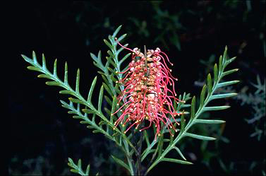 APII jpeg image of Grevillea 'Poorinda Gemini'  © contact APII