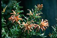 Grevillea 'Poorinda Queen' - click for larger image