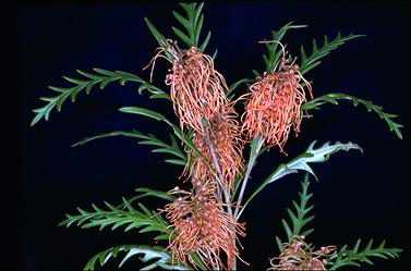 APII jpeg image of Grevillea 'Poorinda Regina'  © contact APII