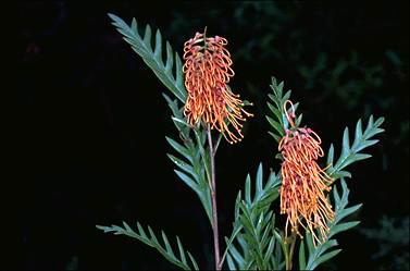 APII jpeg image of Grevillea 'Poorinda Silver Sheen'  © contact APII