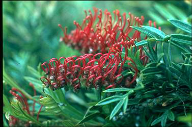 APII jpeg image of Grevillea 'Wakiti Gem'  © contact APII