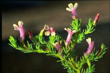 APII jpeg image of Lechenaultia 'Park Pride'  © contact APII