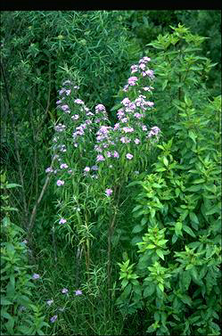 APII jpeg image of Olearia stellulata 'Olwyn Barnett'  © contact APII