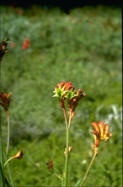 APII jpeg image of Anigozanthos 'Ruby Jools'  © contact APII