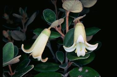 APII jpeg image of Correa 'Ivory Bells'  © contact APII