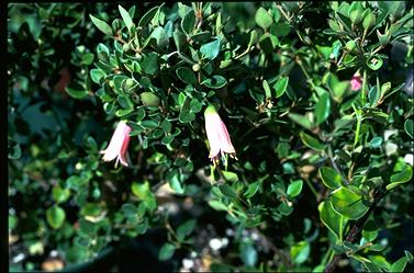 APII jpeg image of Correa pulchella 'Pink Mist'  © contact APII