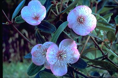 APII jpeg image of Eucryphia lucida 'Pink Cloud'  © contact APII