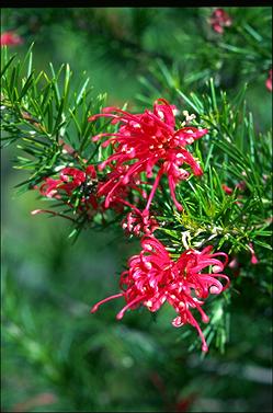 APII jpeg image of Grevillea 'Canberra Gem'  © contact APII