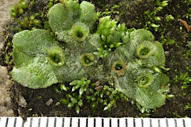 APII jpeg image of Marchantia polymorpha  © contact APII