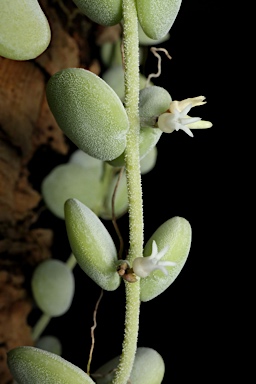 APII jpeg image of Dischidia nummularia  © contact APII