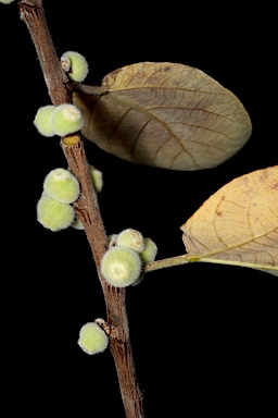 APII jpeg image of Ficus aculeata var. aculeata  © contact APII