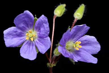 APII jpeg image of Erodium crinitum  © contact APII