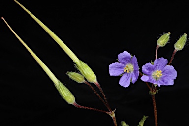 APII jpeg image of Erodium crinitum  © contact APII