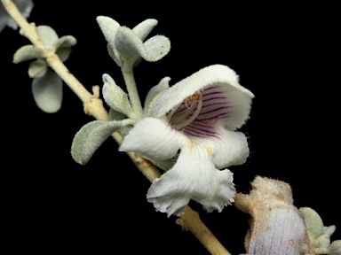 APII jpeg image of Prostanthera suborbicularis  © contact APII