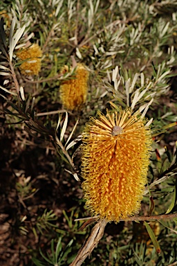 APII jpeg image of Banksia neoanglica  © contact APII