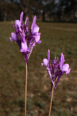 APII jpeg image of Linaria pelisseriana  © contact APII