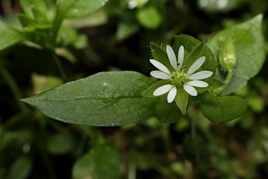 APII jpeg image of Stellaria media  © contact APII