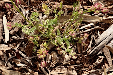 APII jpeg image of Daucus glochidiatus  © contact APII