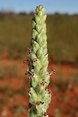 APII jpeg image of Plantago drummondii  © contact APII