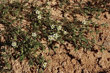 APII jpeg image of Spergularia diandroides  © contact APII