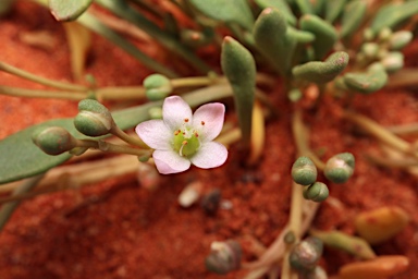 APII jpeg image of Calandrinia pumila  © contact APII