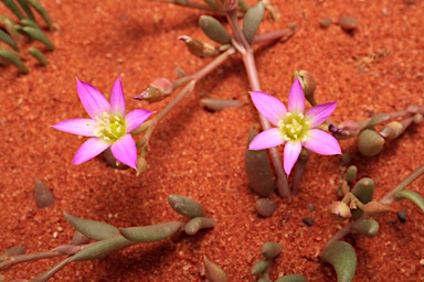 APII jpeg image of Calandrinia ptychosperma  © contact APII