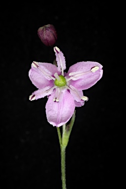 APII jpeg image of Arthropodium minus  © contact APII