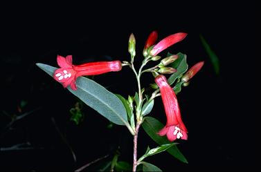 APII jpeg image of Marianthus erubescens  © contact APII