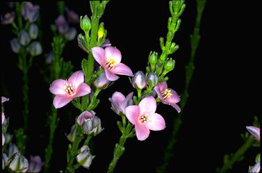 APII jpeg image of Boronia coerulescens  © contact APII