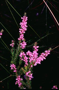 APII jpeg image of Boronia falcifolia  © contact APII