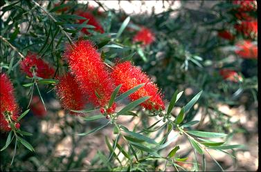 APII jpeg image of Callistemon 'Kings Park Special'  © contact APII