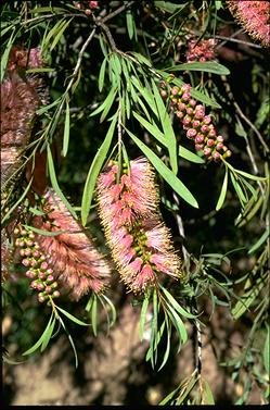 APII jpeg image of Callistemon 'Perth Pink'  © contact APII