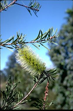 APII jpeg image of Callistemon pachyphyllus var.  © contact APII