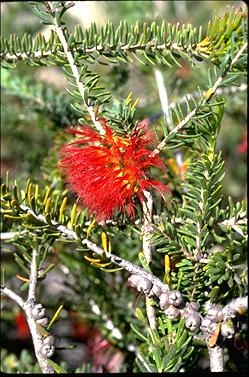 APII jpeg image of Calothamnus homalophyllus  © contact APII