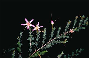 APII jpeg image of Calytrix decussata  © contact APII