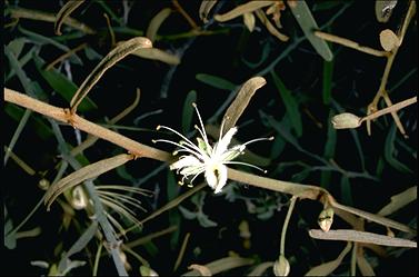 APII jpeg image of Capparis lasiantha  © contact APII