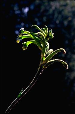 APII jpeg image of Anigozanthos viridis  © contact APII