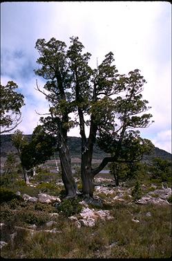 APII jpeg image of Athrotaxis cupressoides  © contact APII