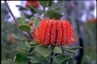 APII jpeg image of Banksia coccinea  © contact APII