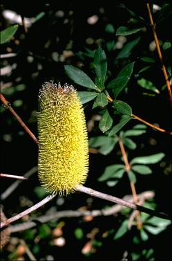 APII jpeg image of Banksia conferta subsp. penicillata  © contact APII