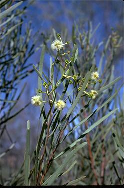 APII jpeg image of Acacia salicina  © contact APII