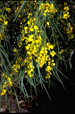 APII jpeg image of Acacia saligna  © contact APII