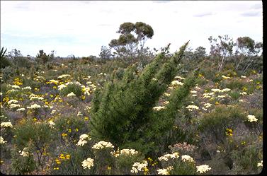 APII jpeg image of Allocasuarina pinaster  © contact APII