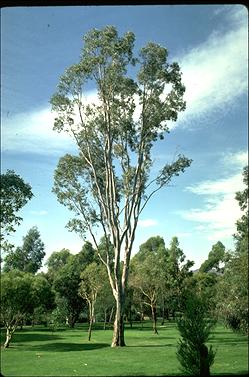 APII jpeg image of Eucalyptus amplifolia  © contact APII