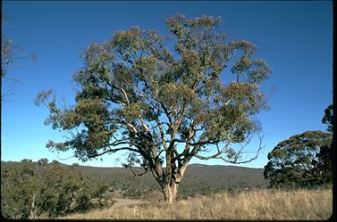 APII jpeg image of Eucalyptus bridgesiana  © contact APII