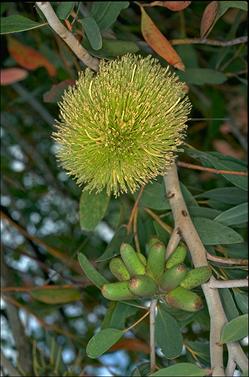 APII jpeg image of Eucalyptus lehmannii  © contact APII