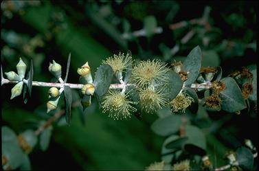 APII jpeg image of Eucalyptus pulverulenta  © contact APII