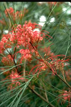 APII jpeg image of Grevillea 'Long John'  © contact APII