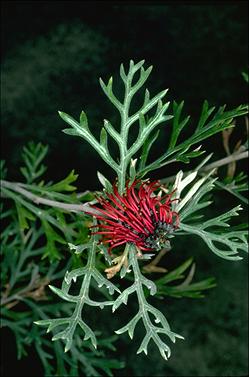 APII jpeg image of Grevillea beadleana  © contact APII