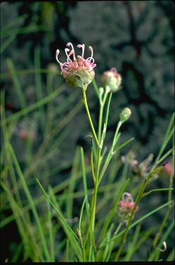 APII jpeg image of Grevillea bracteosa  © contact APII